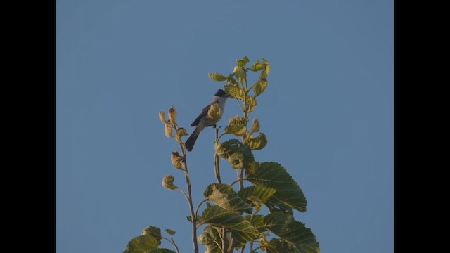 White-naped Xenopsaris - ML648824376
