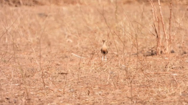 Temminck's Courser - ML648824378