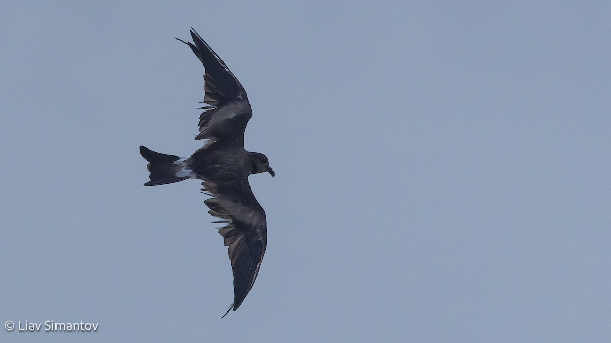 Северная качурка - ML648824478