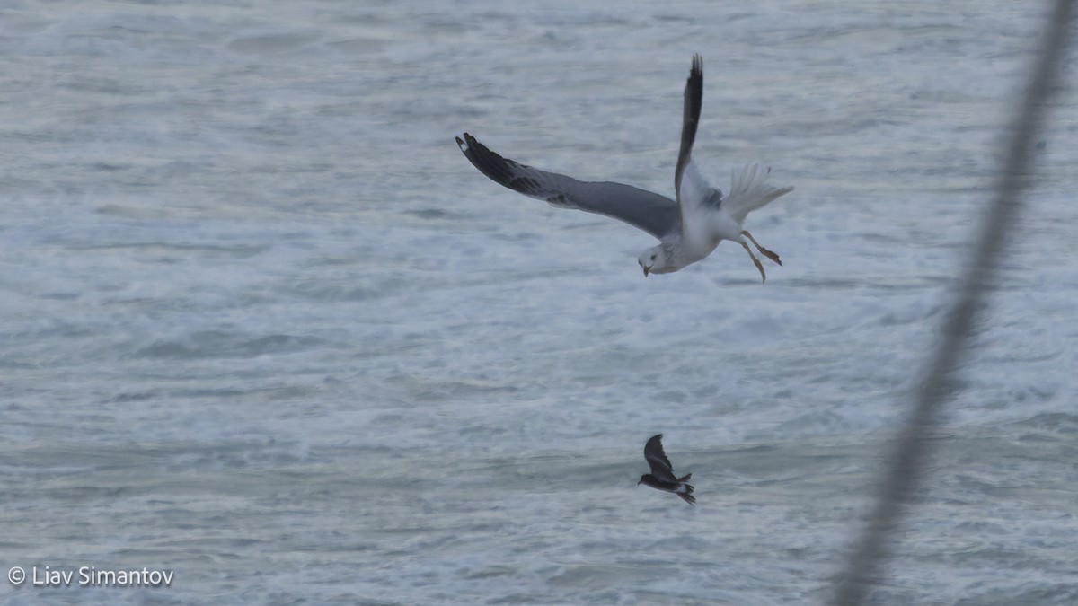 Северная качурка - ML648824479