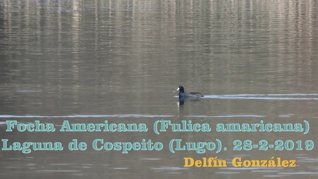 American Coot - ML648824523