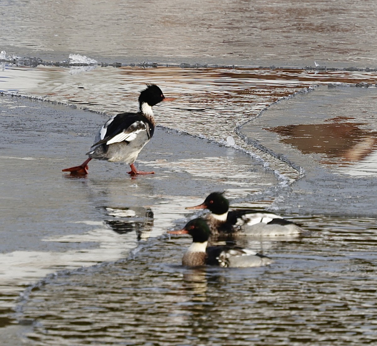 ウミアイサ - ML648824816