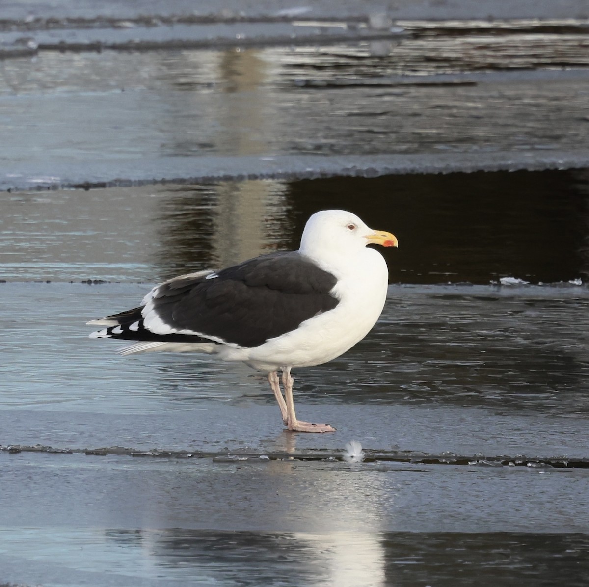 オオカモメ - ML648824849