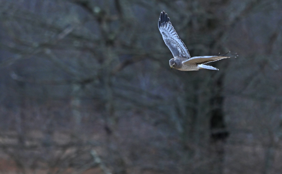 Aguilucho de Hudson - ML648824856