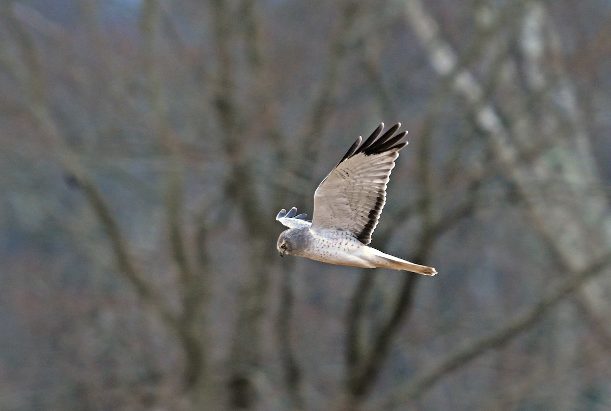 Aguilucho de Hudson - ML648824857