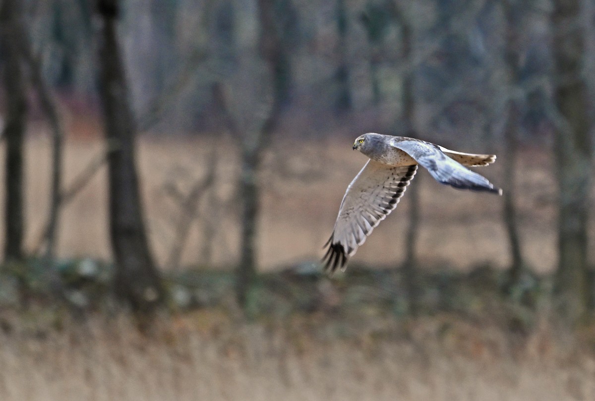 Aguilucho de Hudson - ML648824858