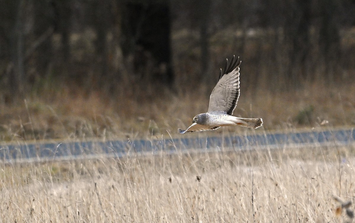 Aguilucho de Hudson - ML648824859