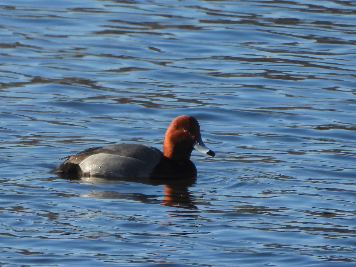 Porrón Americano - ML648824919