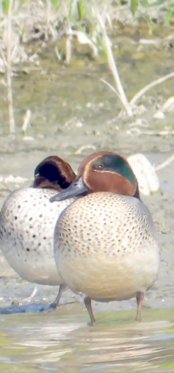 Cerceta Común - ML648824928