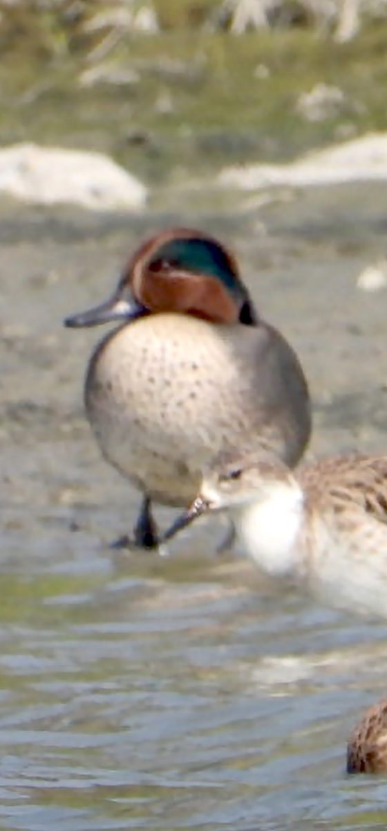 Cerceta Común - ML648824929