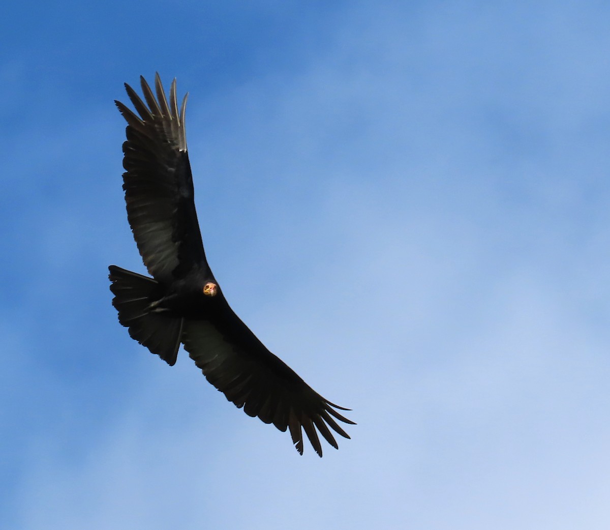 Aura Selvática - ML648824930