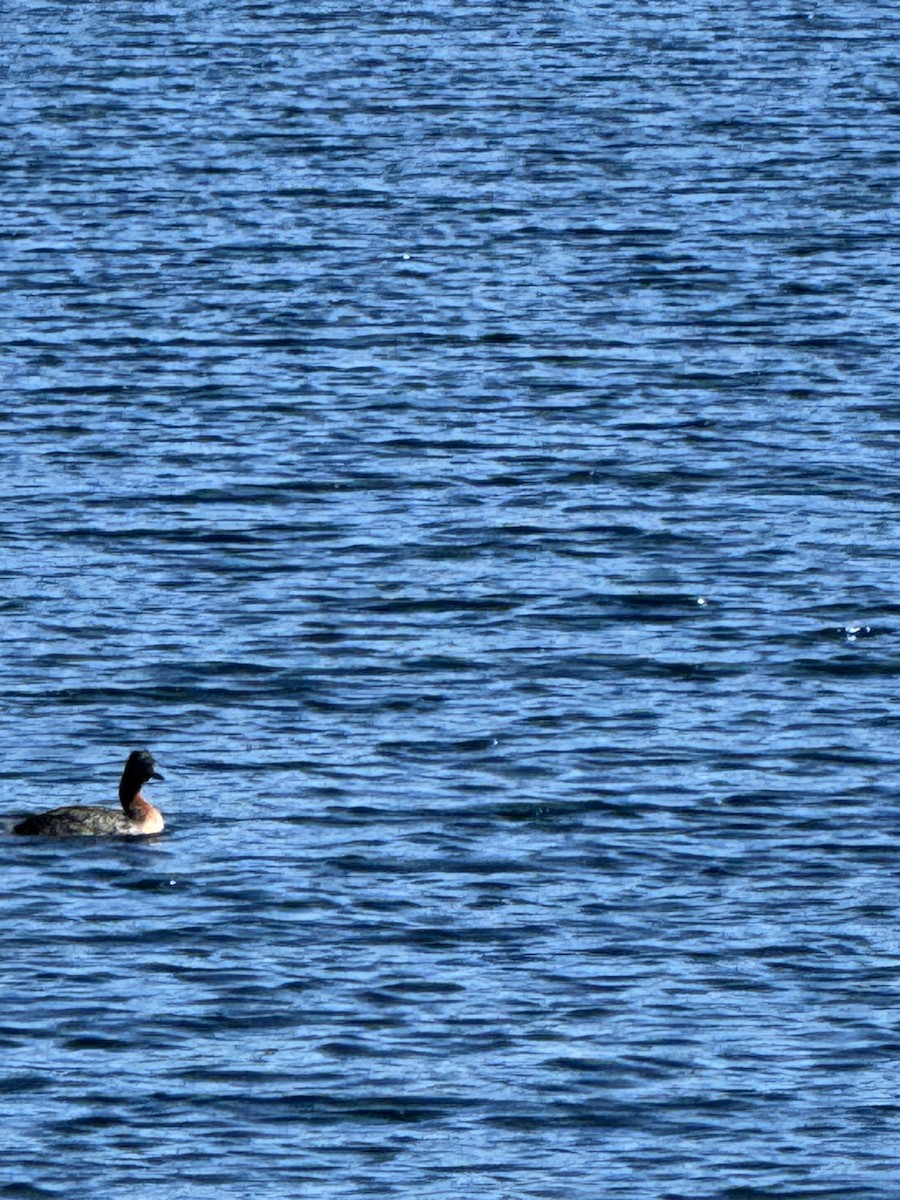 Somormujo Macachón - ML648824932