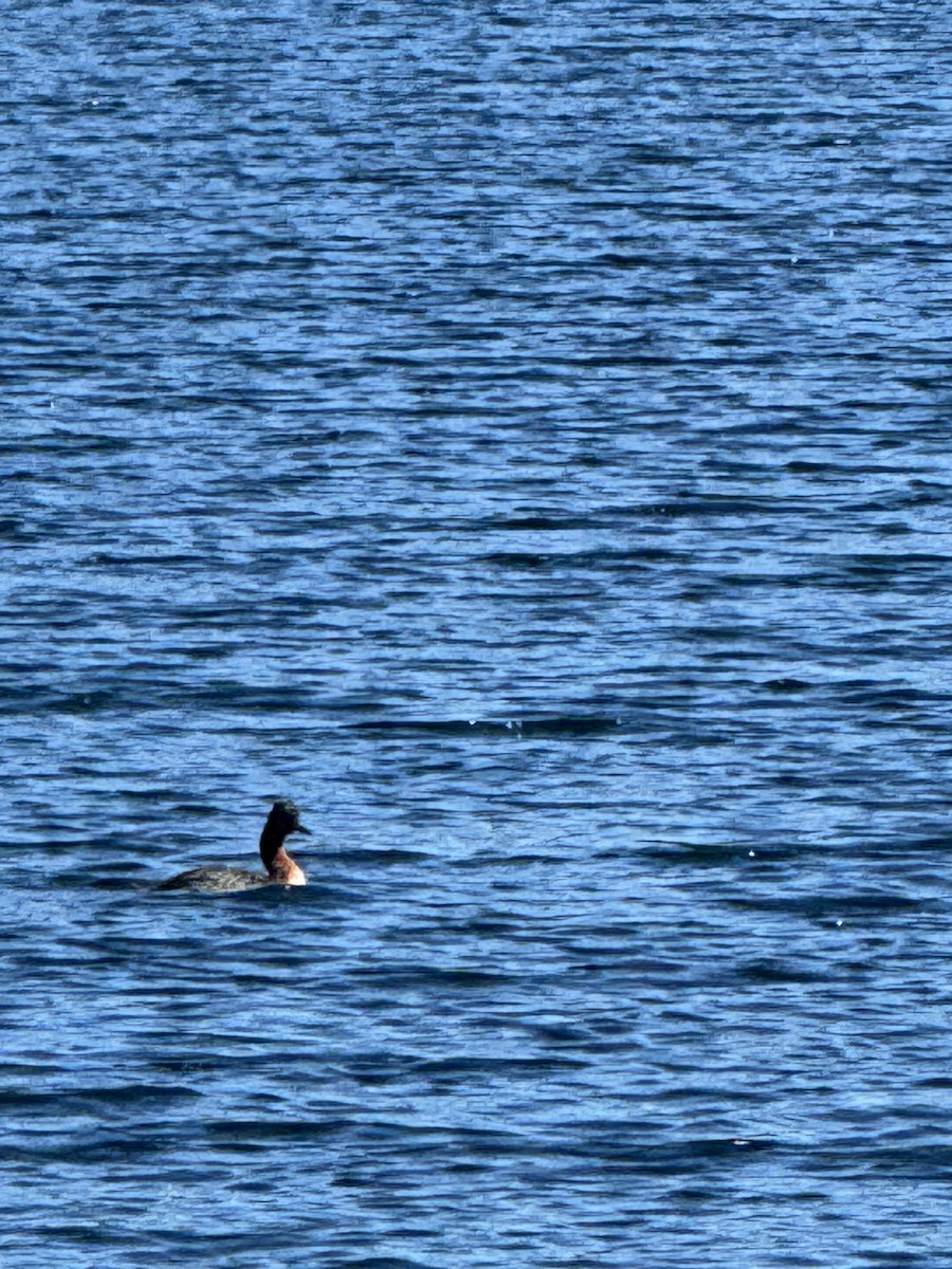 Somormujo Macachón - ML648824933