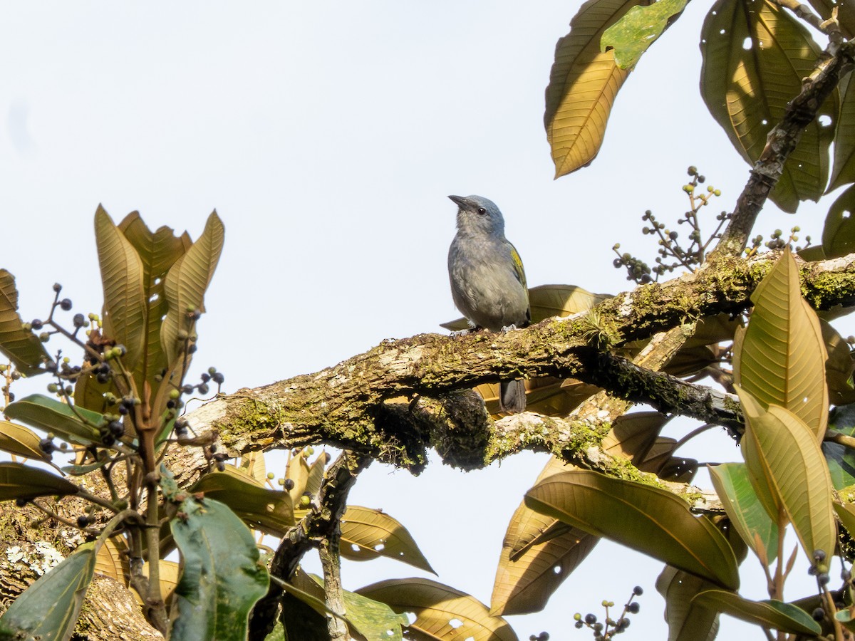 Tangara Adornada - ML648824941