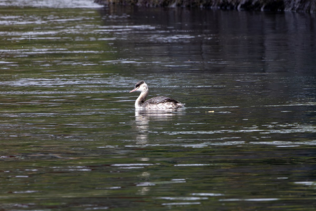 Somormujo Lavanco - ML648824943