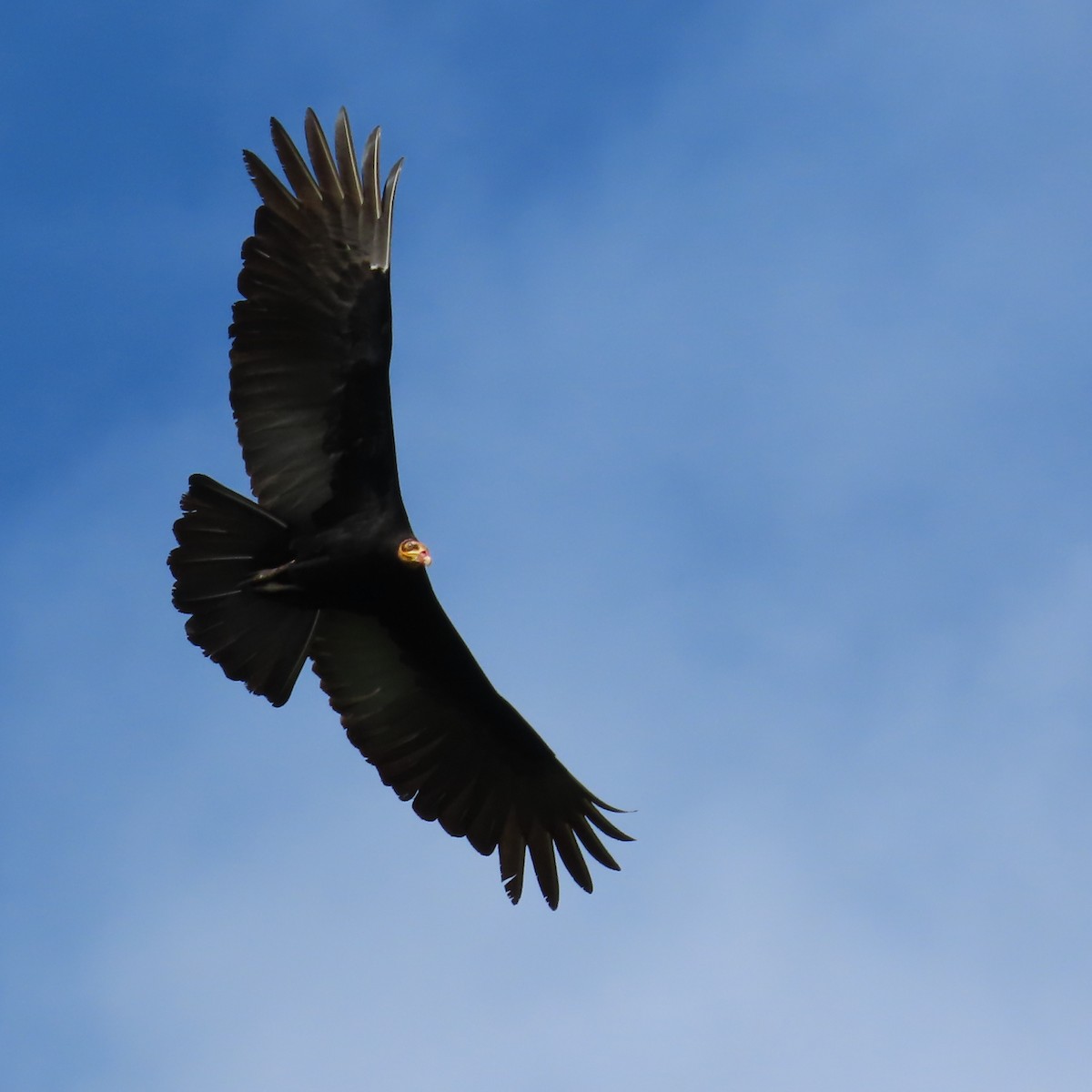 Aura Selvática - ML648824944