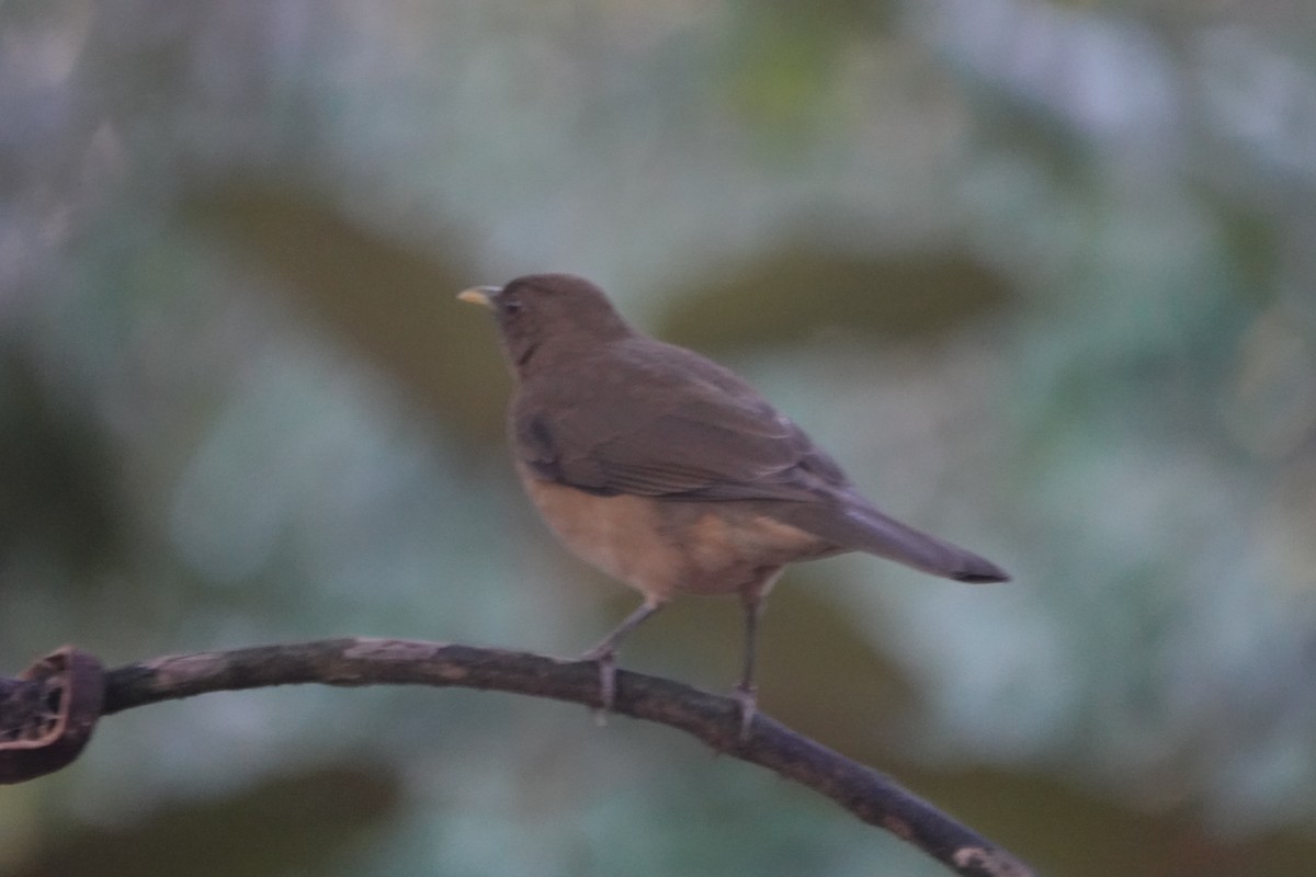 Zorzal Pardo - ML648824949