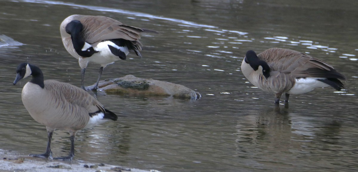 Barnacla Canadiense Grande - ML648824951