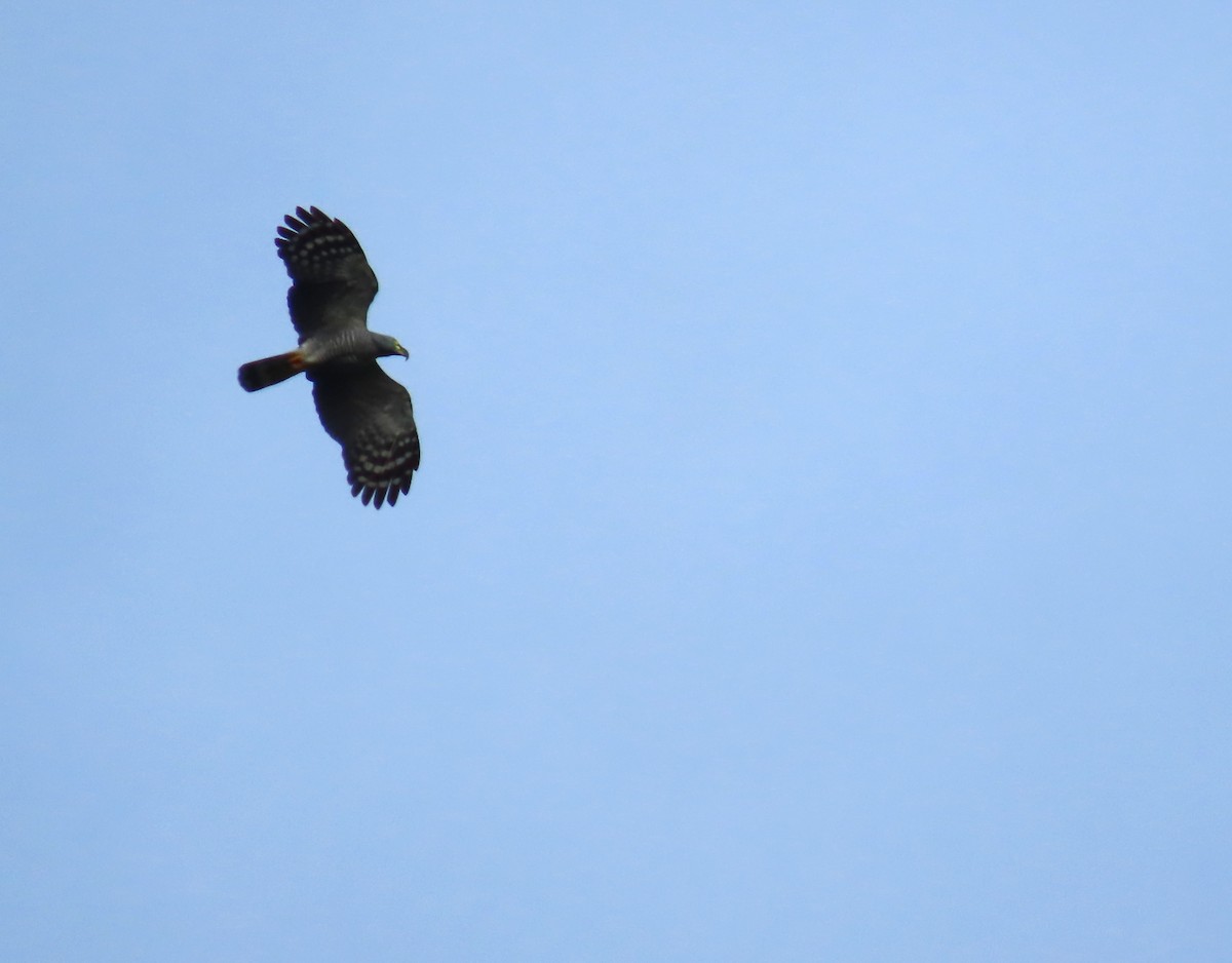 Hook-billed Kite - ML648824952