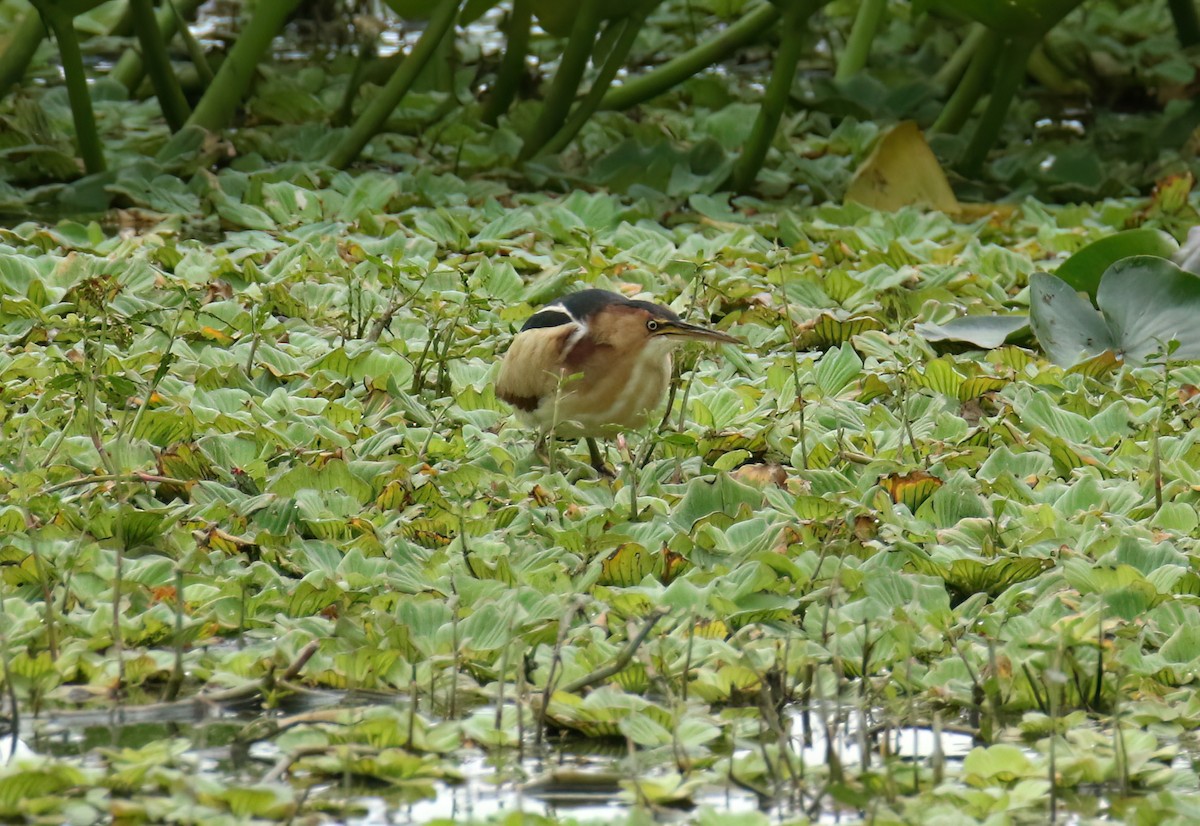 Least Bittern - Jeffrey Schmoyer