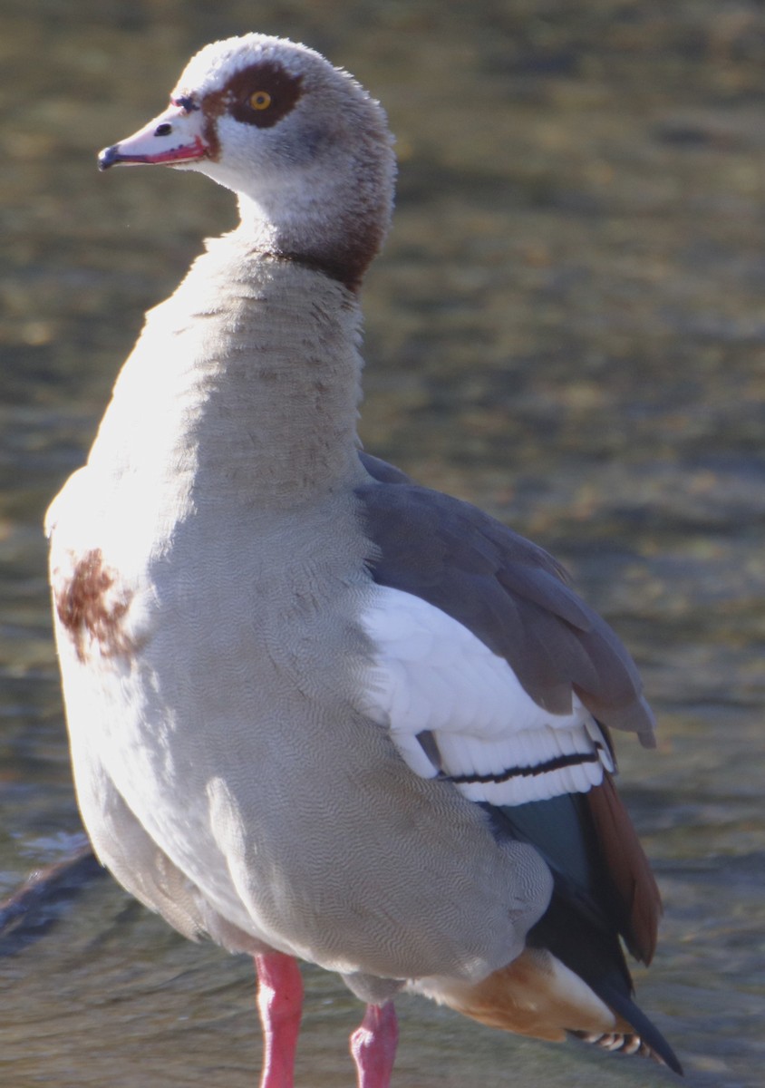 Ganso del Nilo - ML648824954