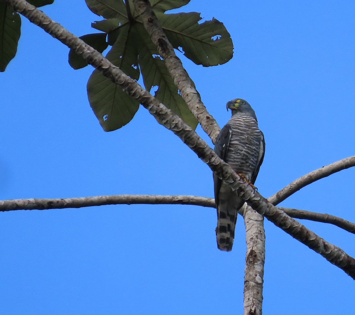 Hook-billed Kite - ML648824956