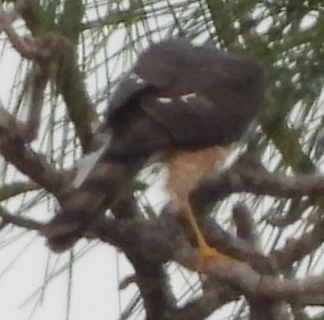 Gavilán Americano - ML648824957