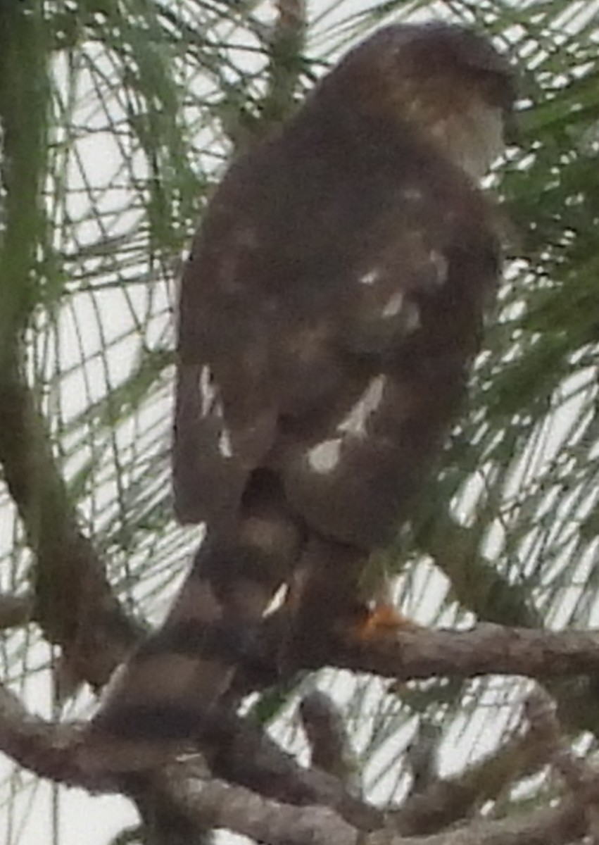 Gavilán Americano - ML648824958