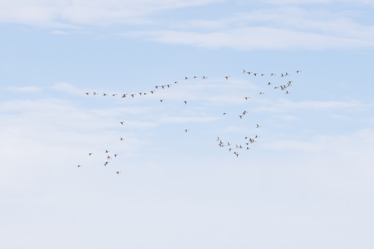 Ánade Rabudo - ML648824960