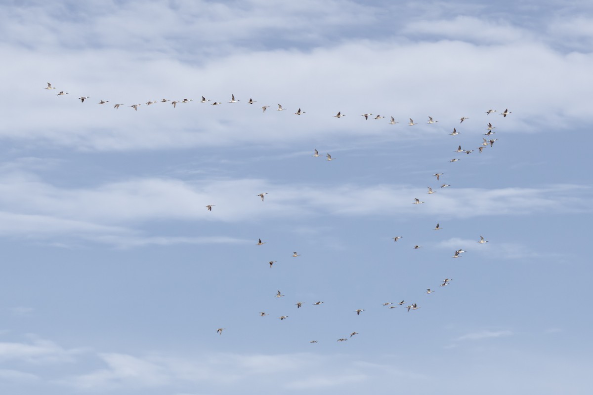 Ánade Rabudo - ML648824961