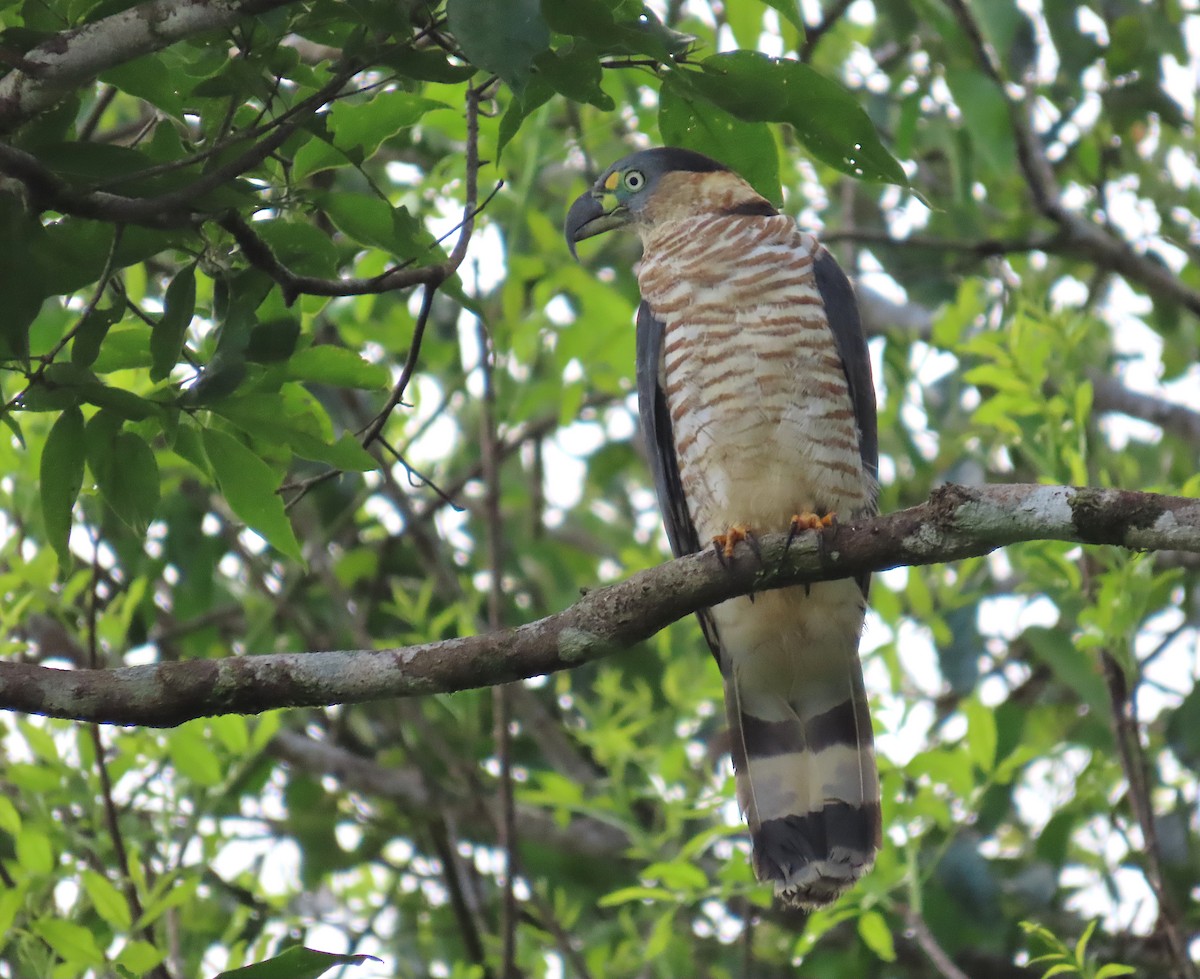 Hook-billed Kite - ML648824969