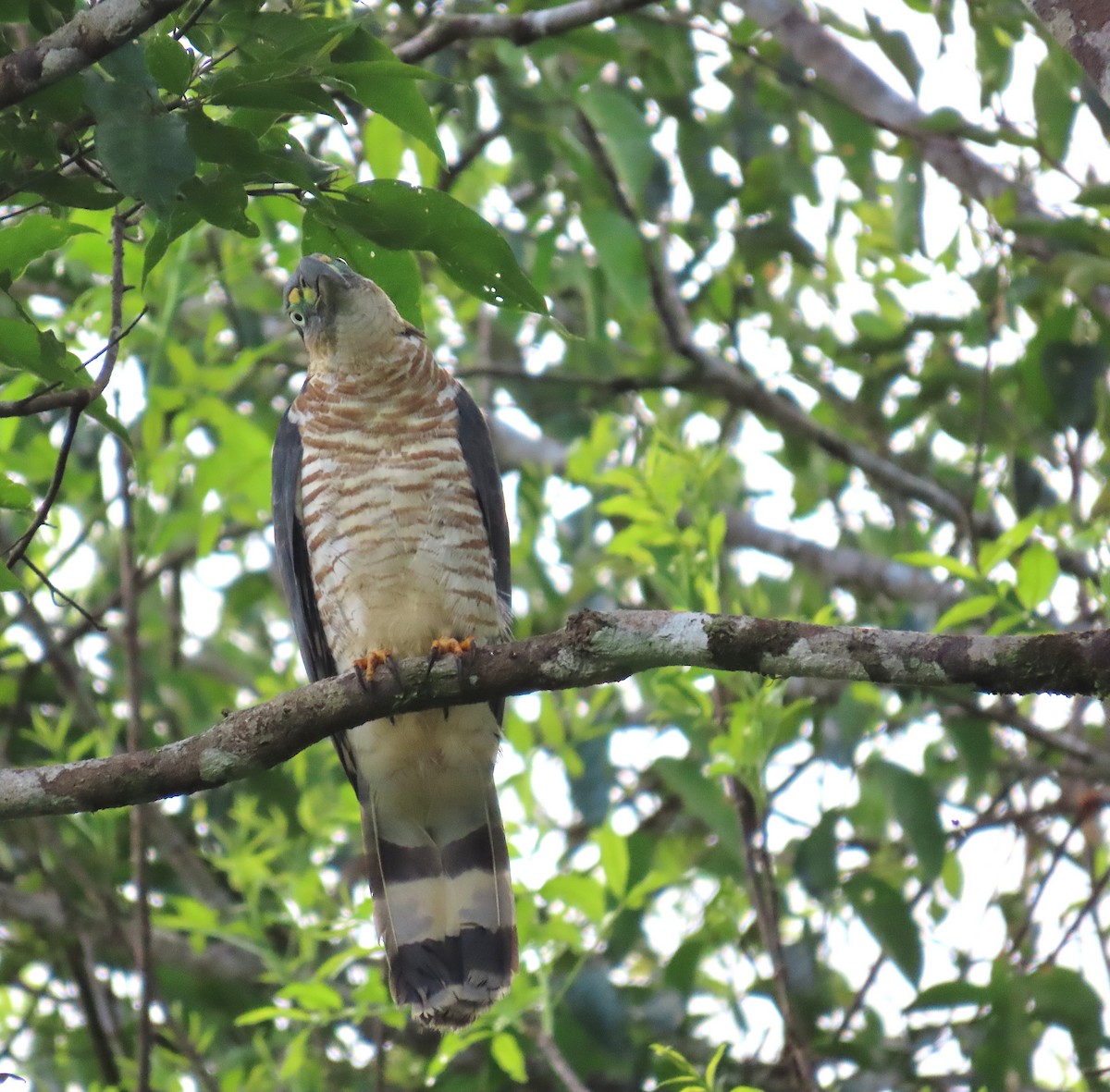 Hook-billed Kite - ML648824974