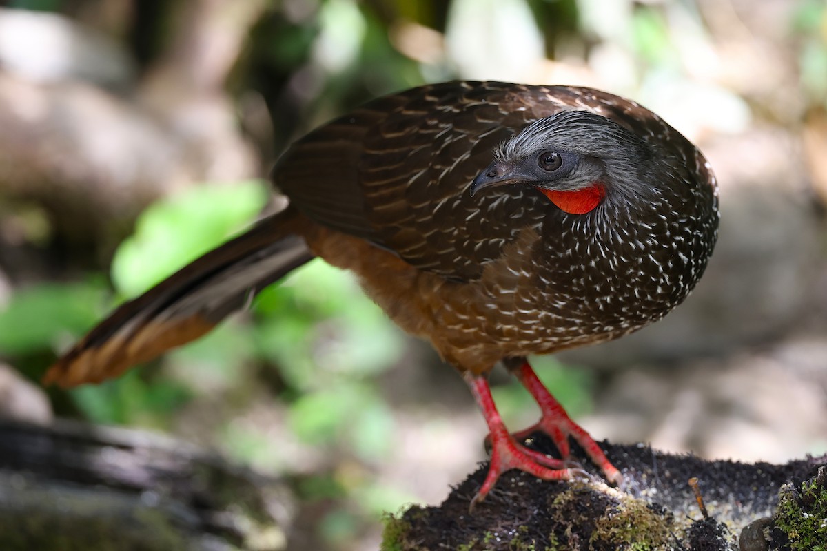 sølvørehokko - ML648825375