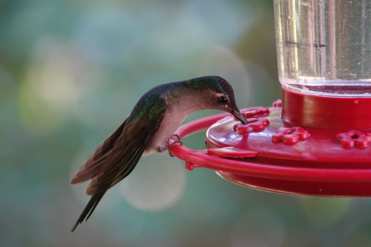 Wedge-tailed Sabrewing - ML648825412