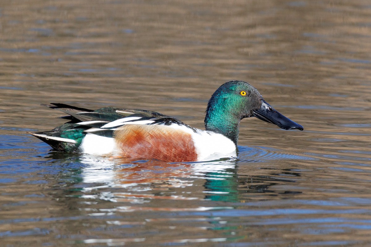 lžičák pestrý - ML648825661