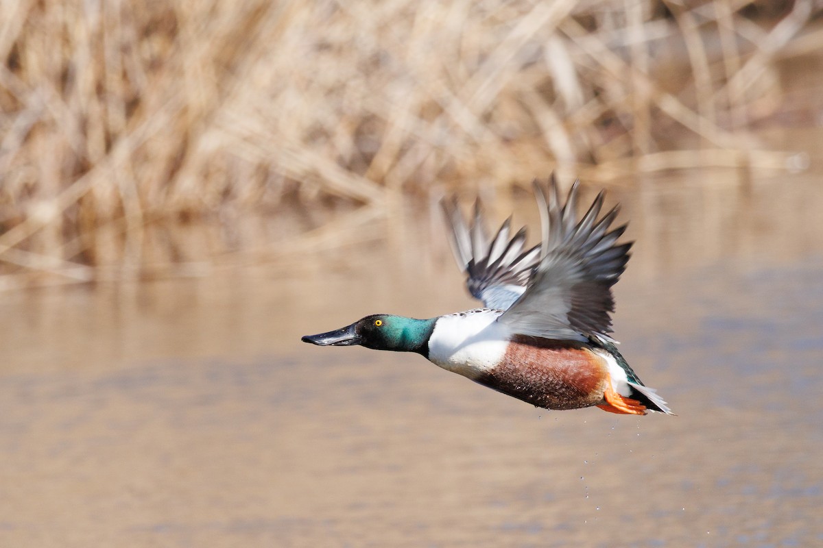 lžičák pestrý - ML648825662