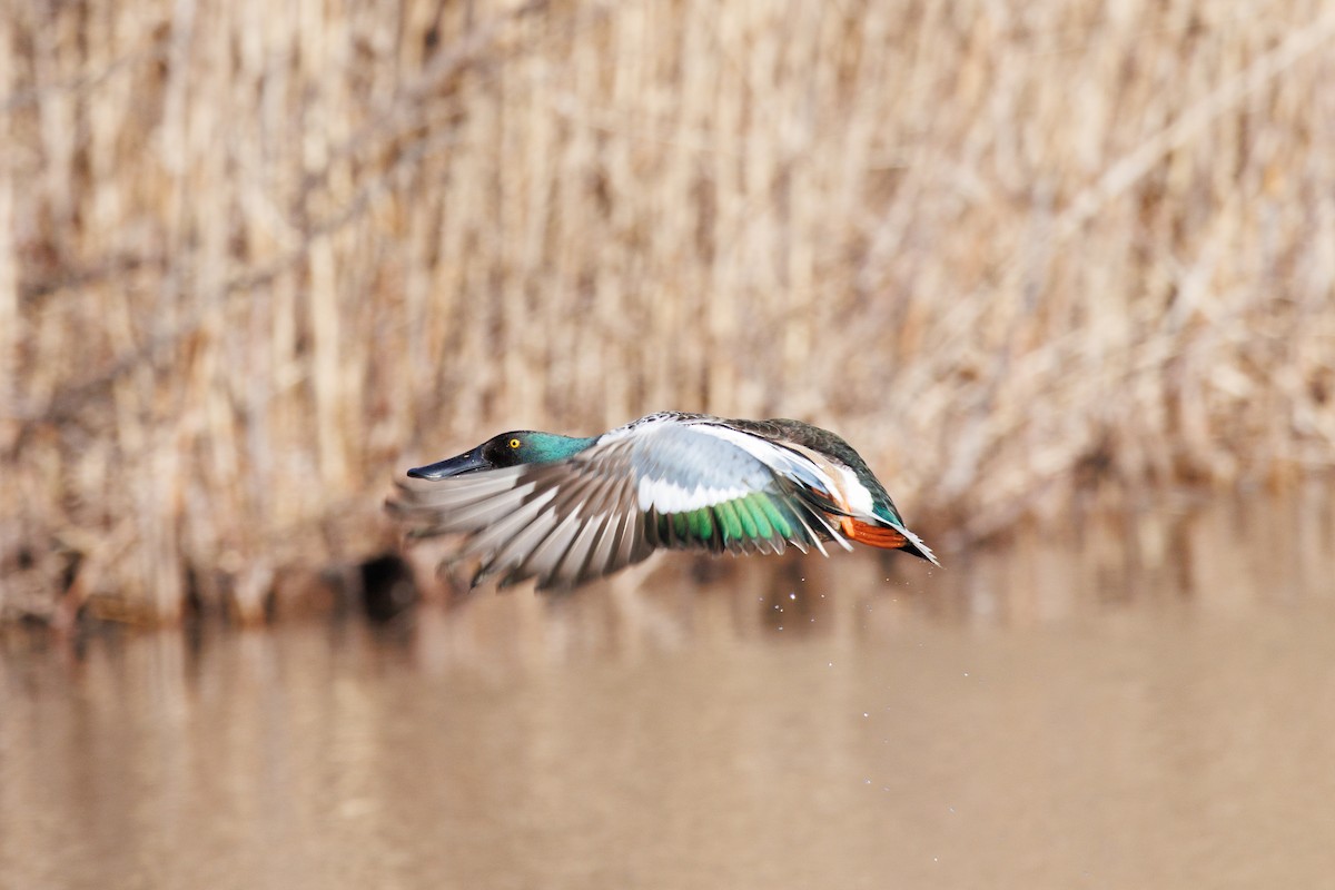 lžičák pestrý - ML648825663