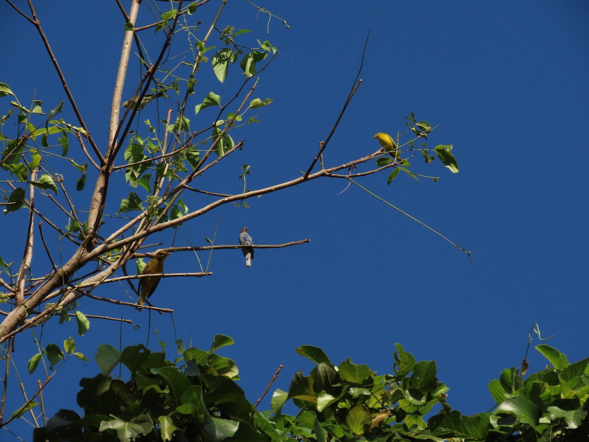 Northern/Mangrove Yellow Warbler - ML648825732
