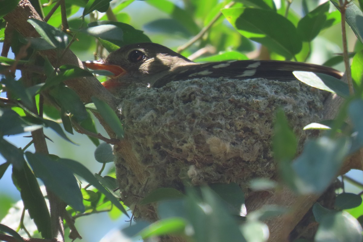 Small-billed Elaenia - ML648826281