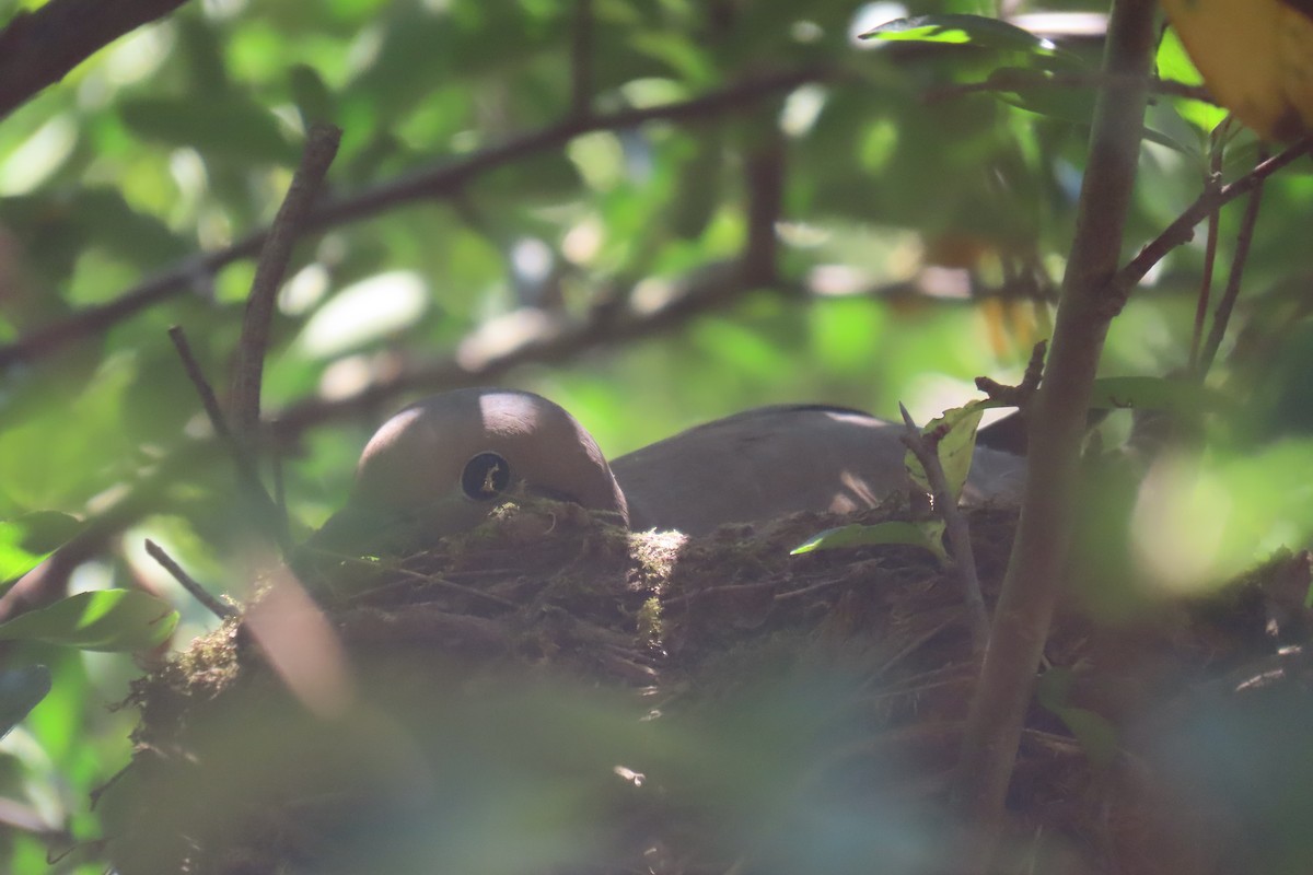 Eared Dove - ML648826292