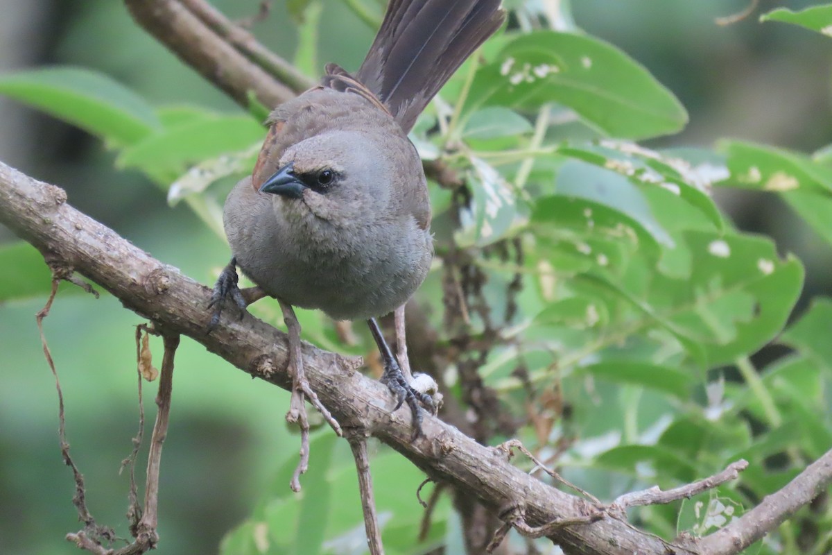 Grayish Baywing - ML648826362