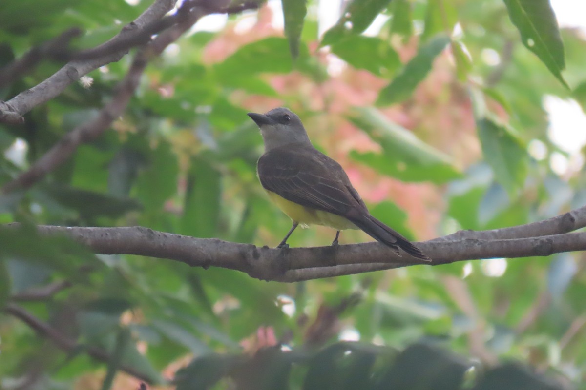 Tropical Kingbird - ML648826370