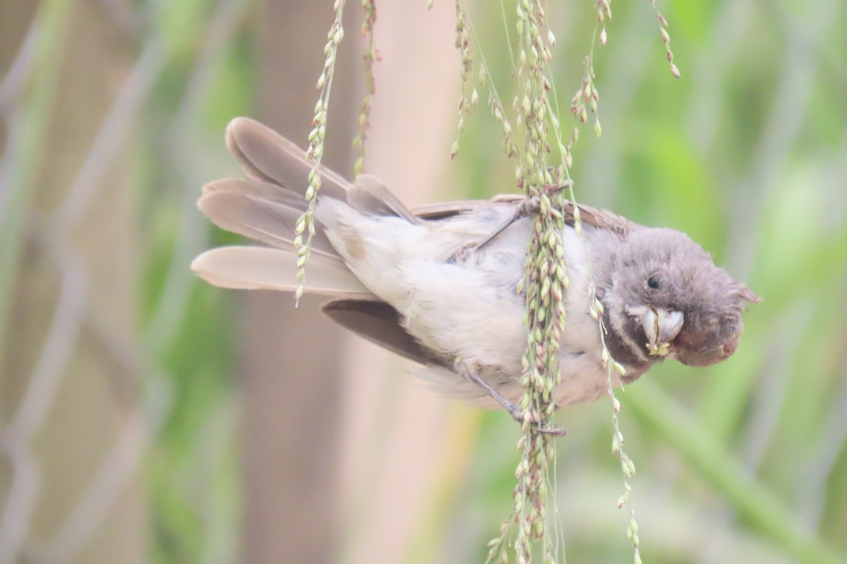 Double-collared Seedeater - Julián Rodríguez