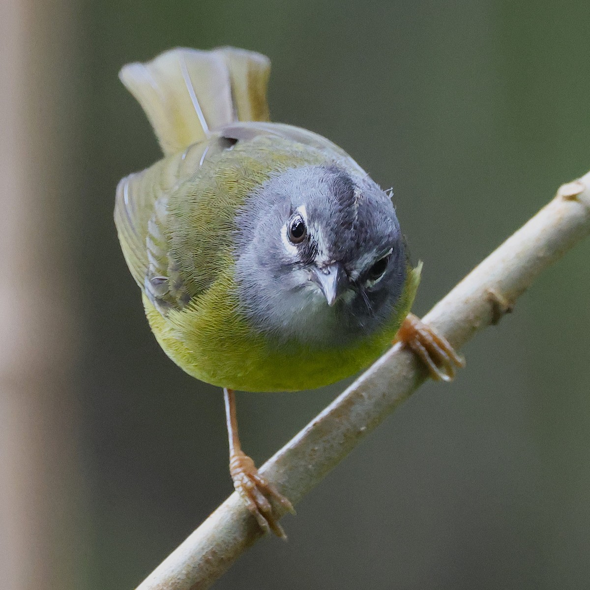 Reinita Embridada - ML648826406