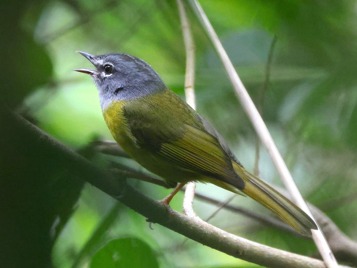 Reinita Embridada - ML648826407