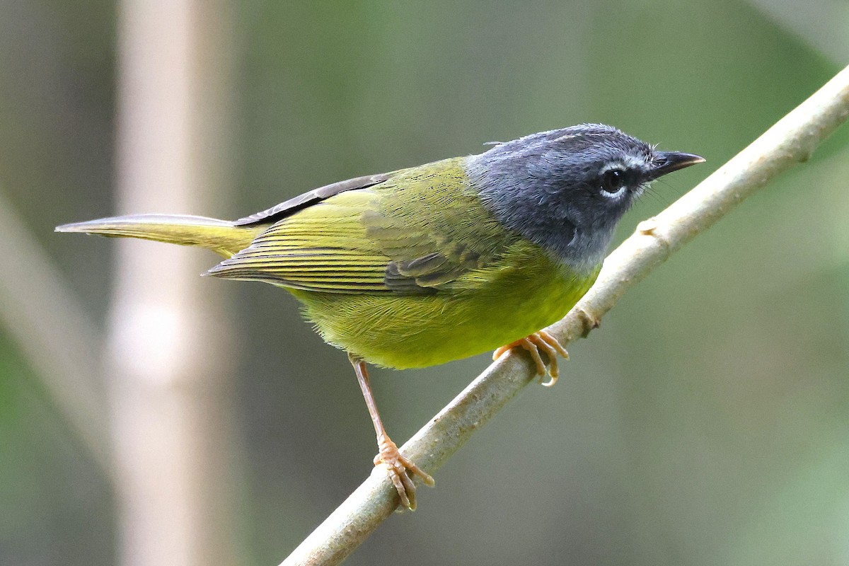 Reinita Embridada - ML648826408