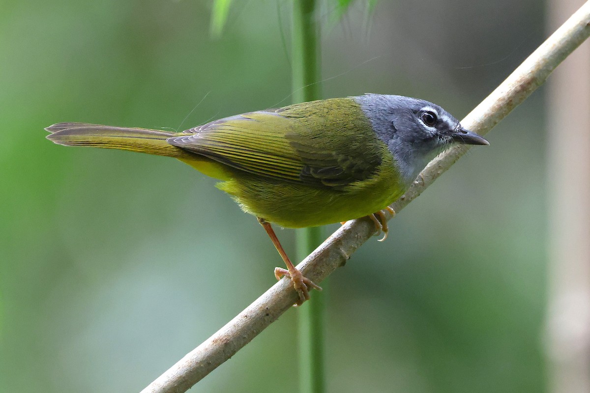 Reinita Embridada - ML648826409