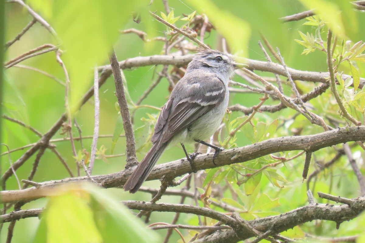 White-crested Tyrannulet - ML648826414
