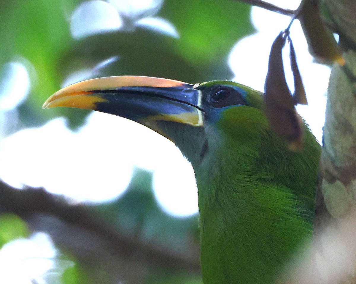 Tucanete Picosurcado (Piquigualdo) - ML648826422