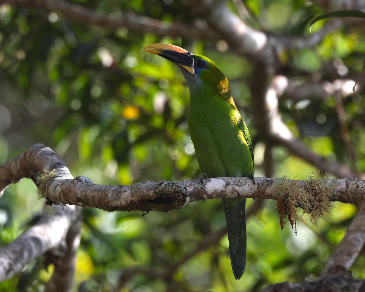 Groove-billed Toucanet (Yellow-billed) - John Mills